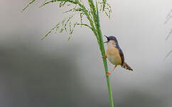 Prinia cendrée