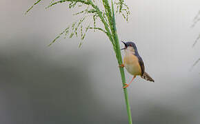 Ashy Prinia