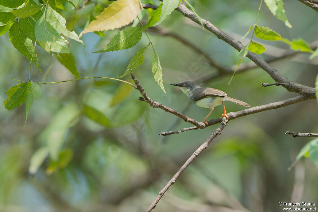 Grey-breasted Prinia