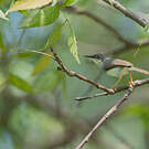 Prinia de Hodgson