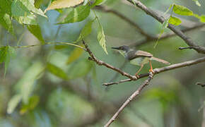 Prinia de Hodgson