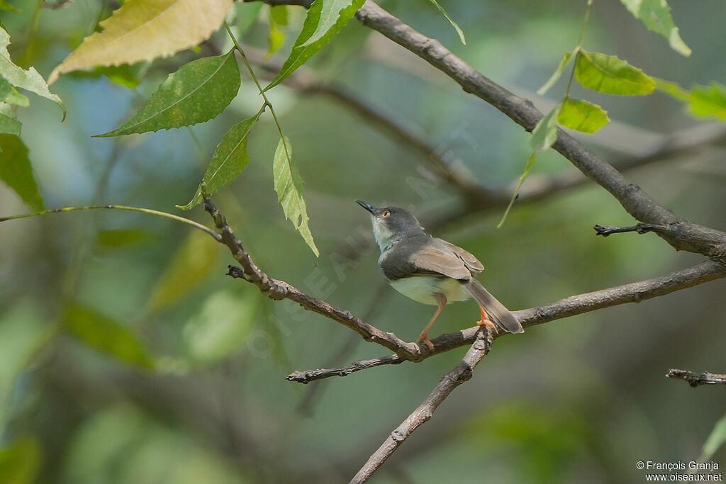 Prinia de Hodgson