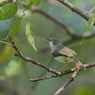 Prinia de Hodgson