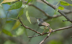 Prinia de Hodgson