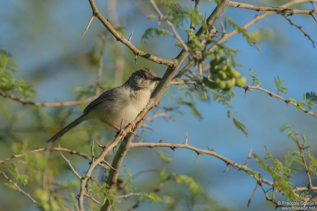 Prinia forestière