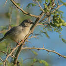 Prinia forestière