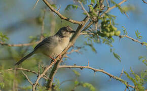 Prinia forestière