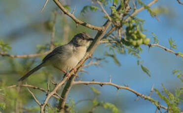 Prinia forestière