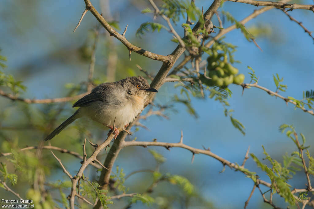 Prinia forestièreadulte