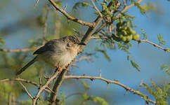 Prinia forestière