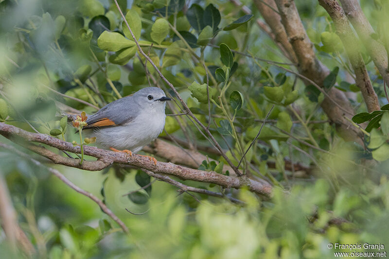 Red-winged Grey Warbleradult