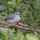 Prinia grise