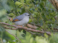 Prinia grise