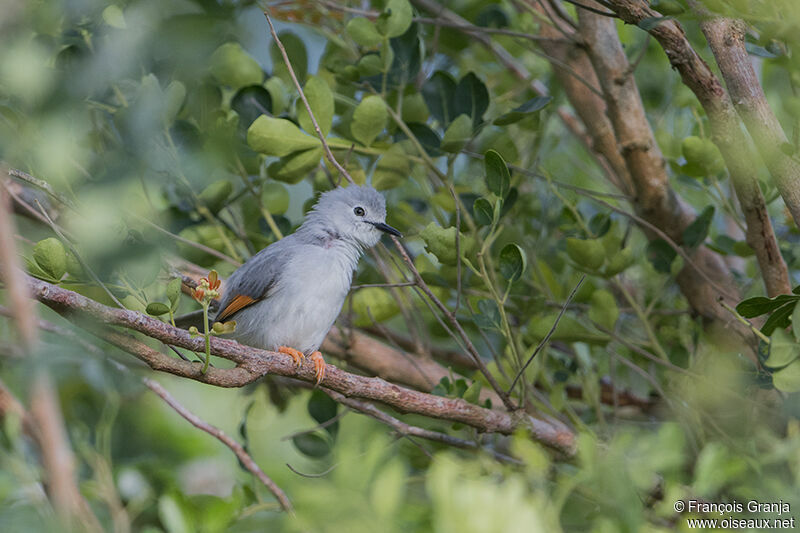 Red-winged Grey Warbleradult