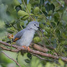 Prinia grise