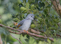 Red-winged Grey Warbler