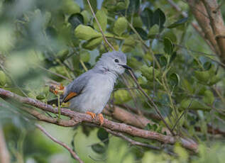 Prinia grise