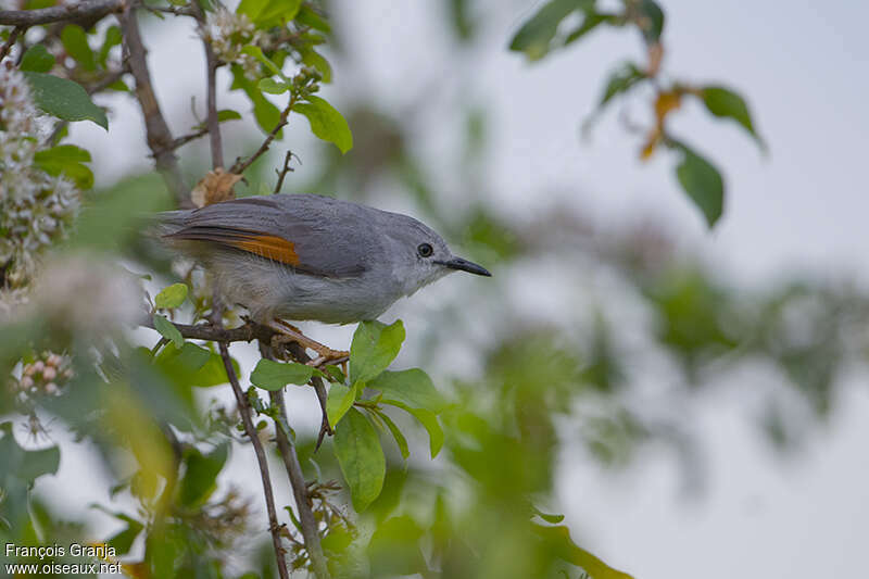 Red-winged Grey Warbleradult, identification