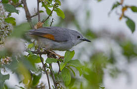 Red-winged Grey Warbler