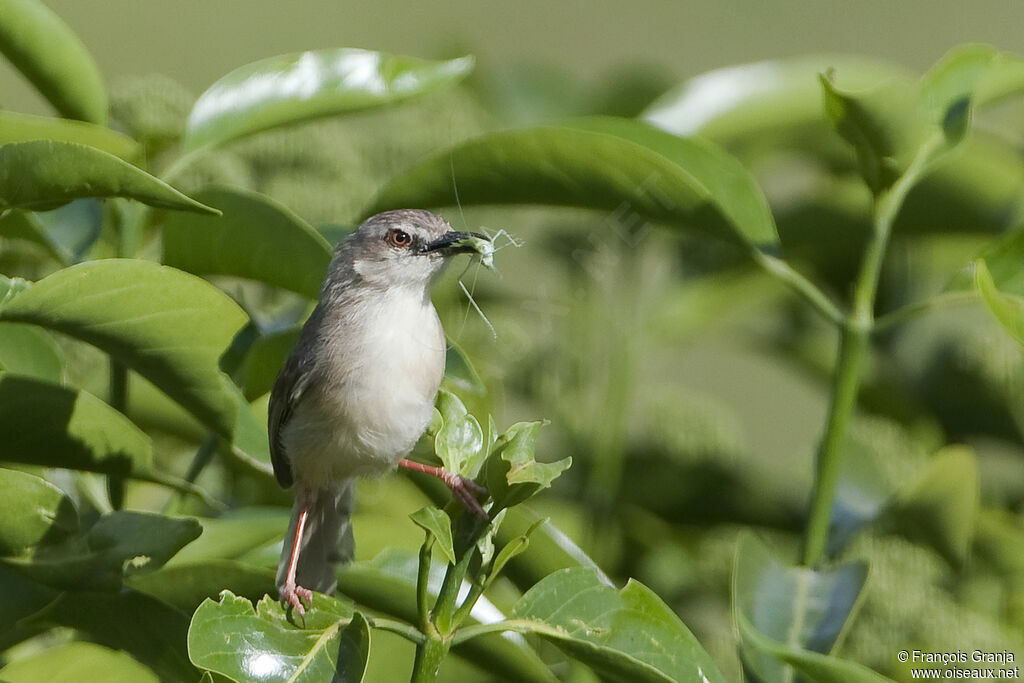 Prinia modeste