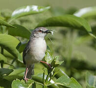 Tawny-flanked Prinia