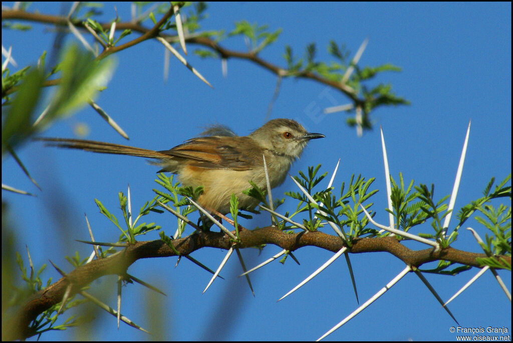 Tawny-flanked Prinia