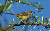 Prinia modeste