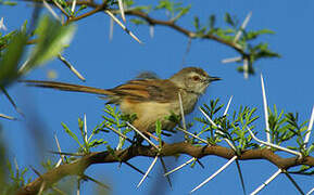 Tawny-flanked Prinia