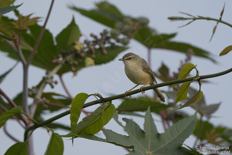 Prinia modesteadulte