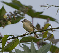 Tawny-flanked Prinia