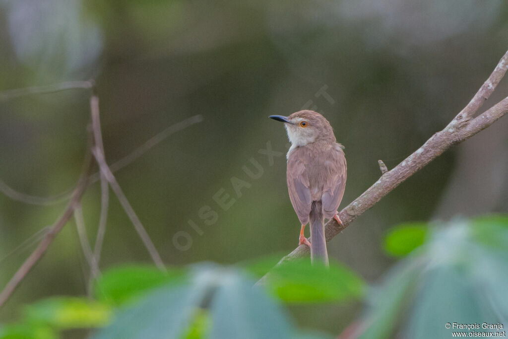 Prinia simple