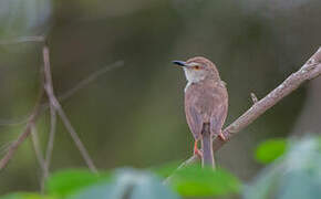 Plain Prinia