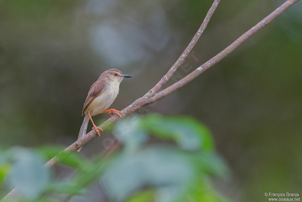 Prinia simple