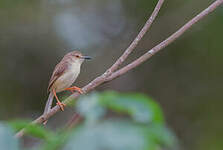 Prinia simple