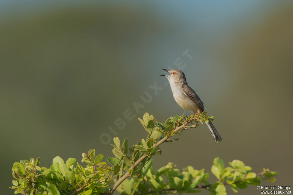 Plain Prinia