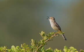 Plain Prinia