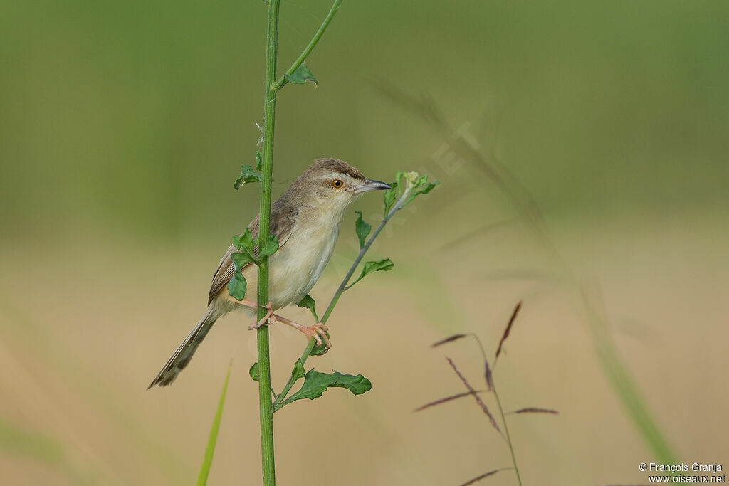 Prinia simple