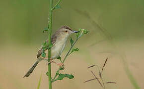 Plain Prinia