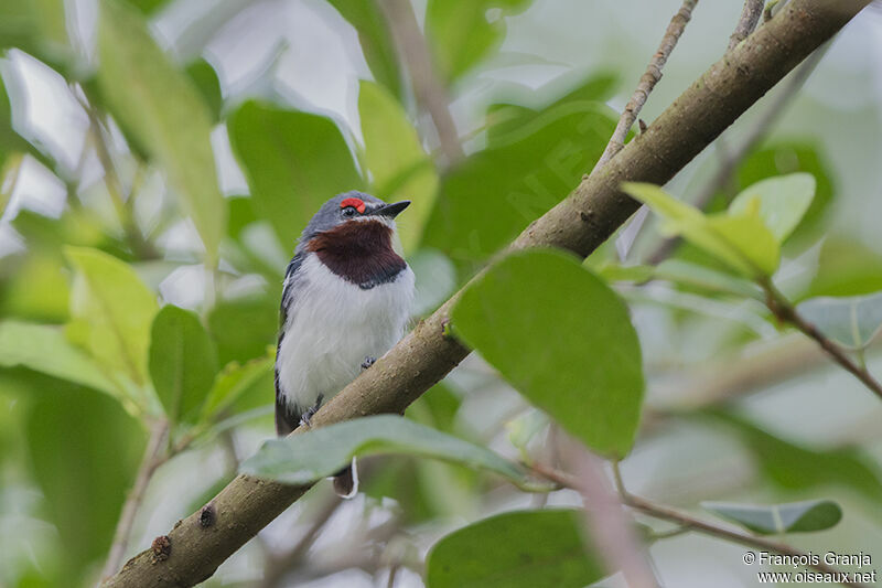 Brown-throated Wattle-eyeadult