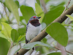 Brown-throated Wattle-eye