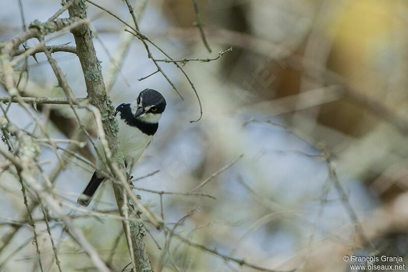 Chinspot Batisadult