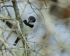 Chinspot Batis