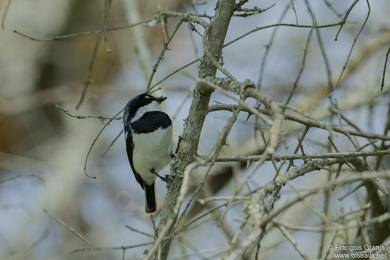 Chinspot Batisadult