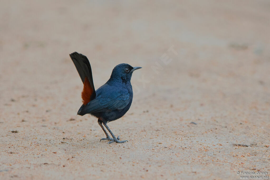 Indian Robin