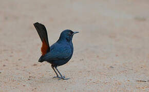 Indian Robin