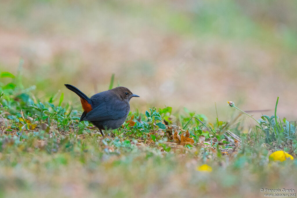 Indian Robin