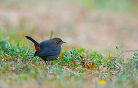 Indian Robin