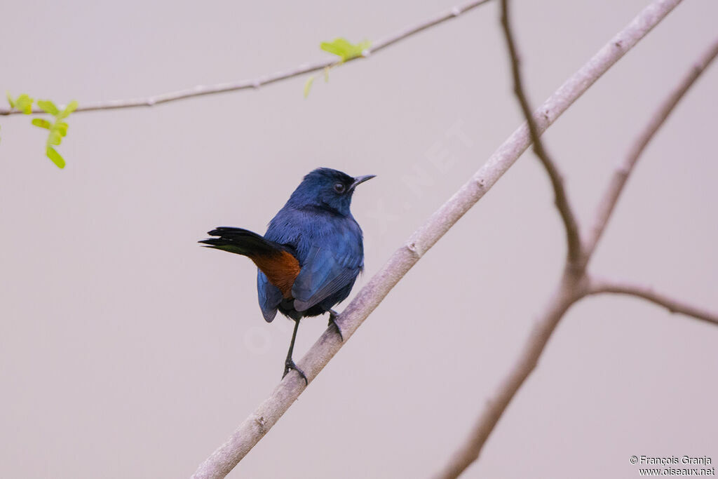 Indian Robin