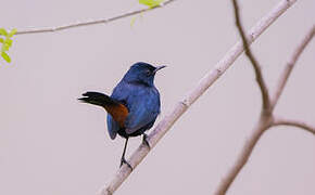 Indian Robin