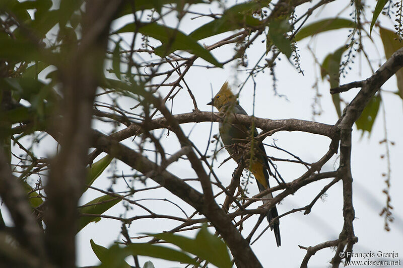 Long-tailed Silky-flycatcheradult